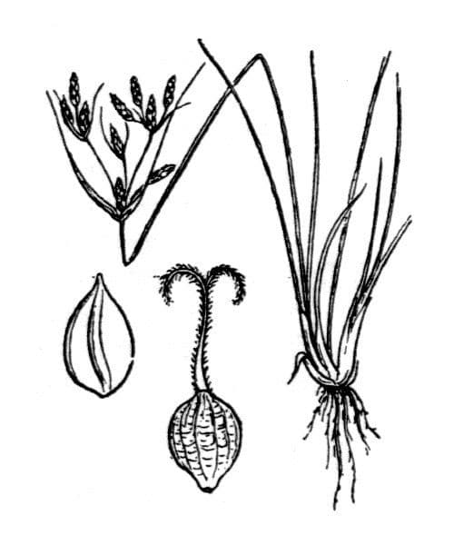 Fimbristylis bisumbellata