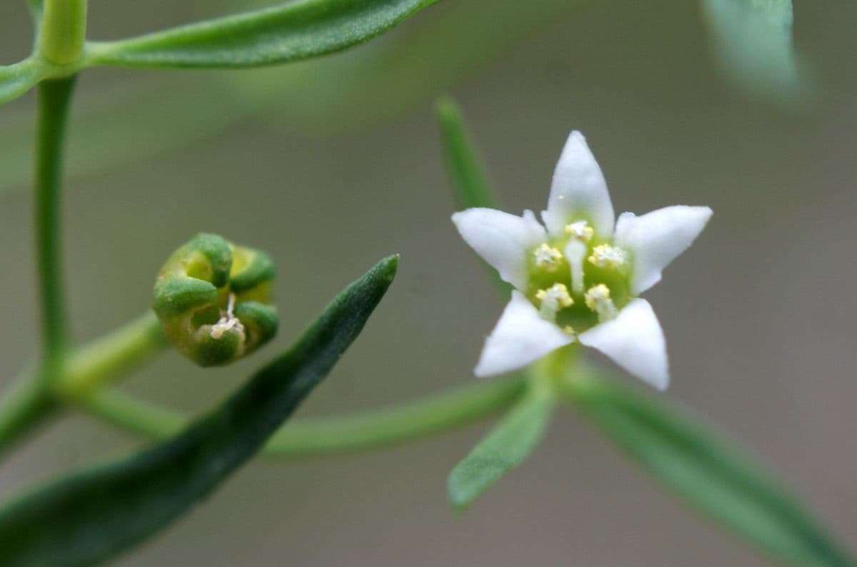 Thesium linofilo 8