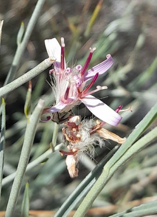 Hyalis 7