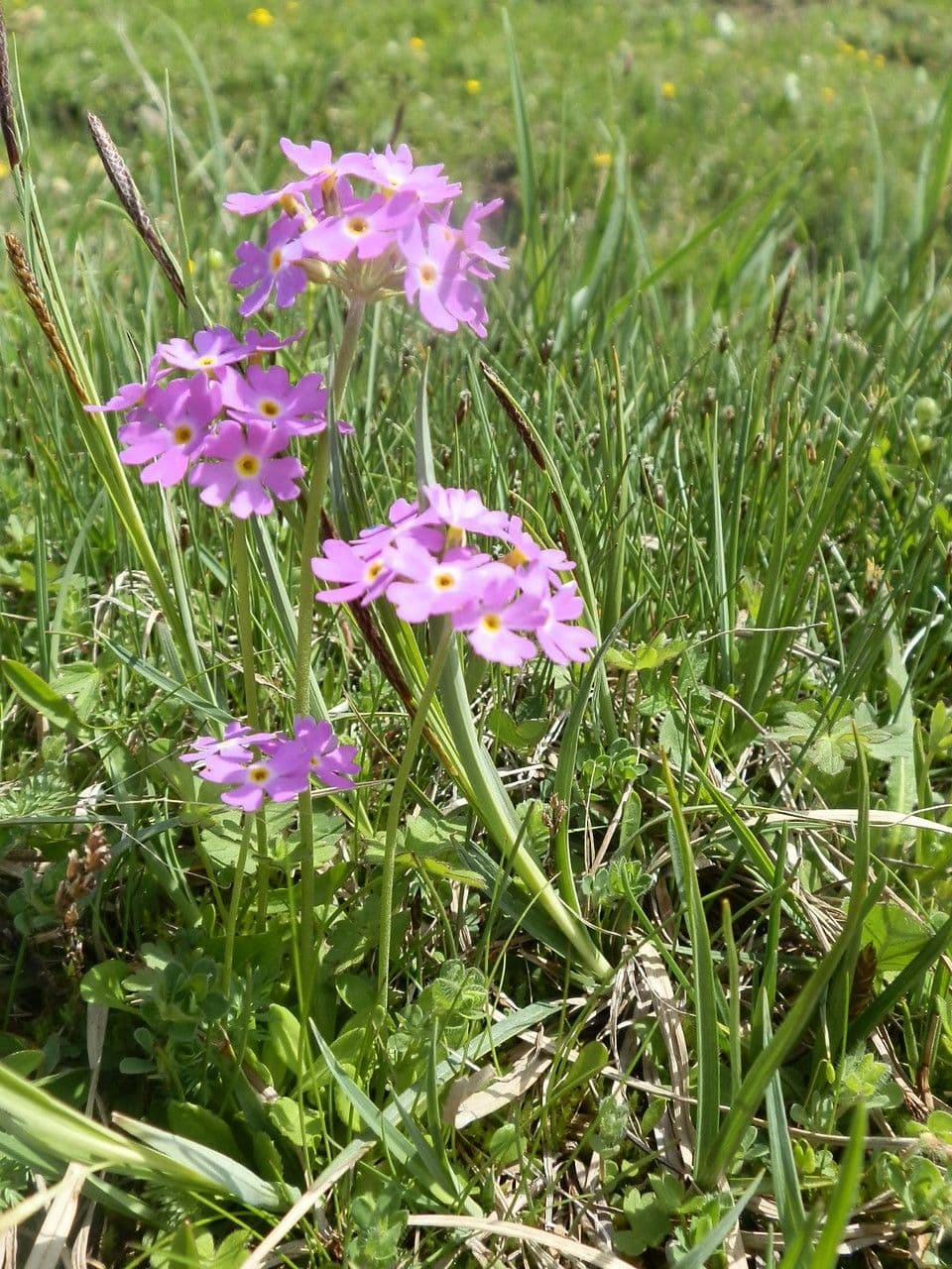 Primula farinosa 23