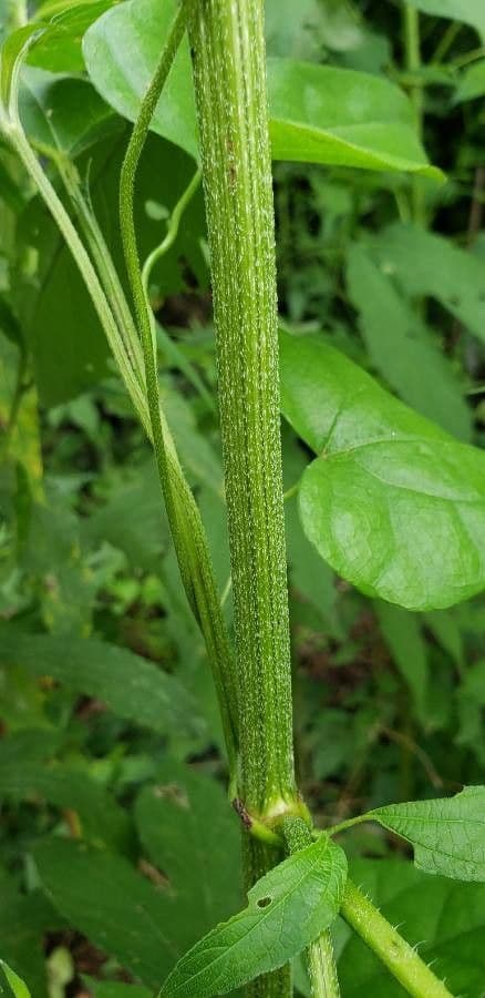 Ambrosia trifida 23
