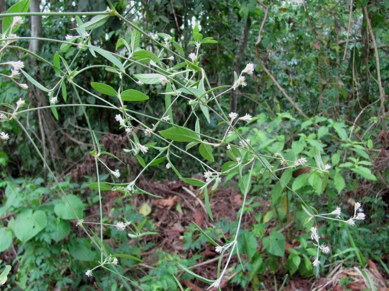 Alternanthera 2