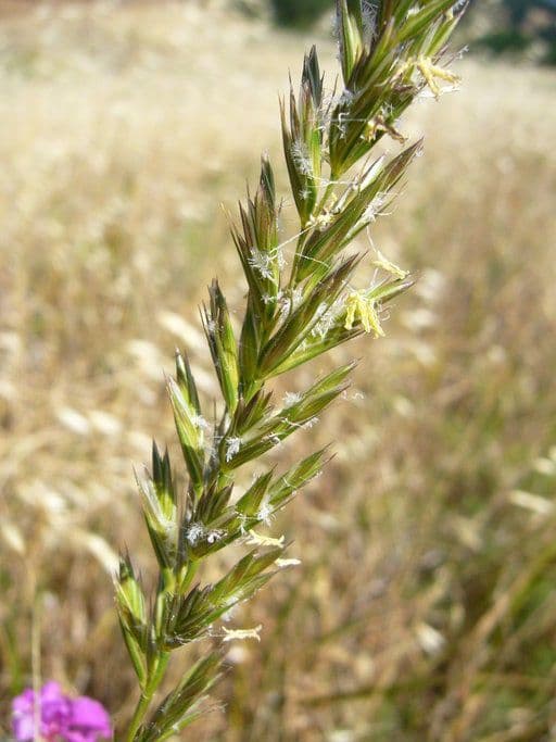 Leymus triticoides 4
