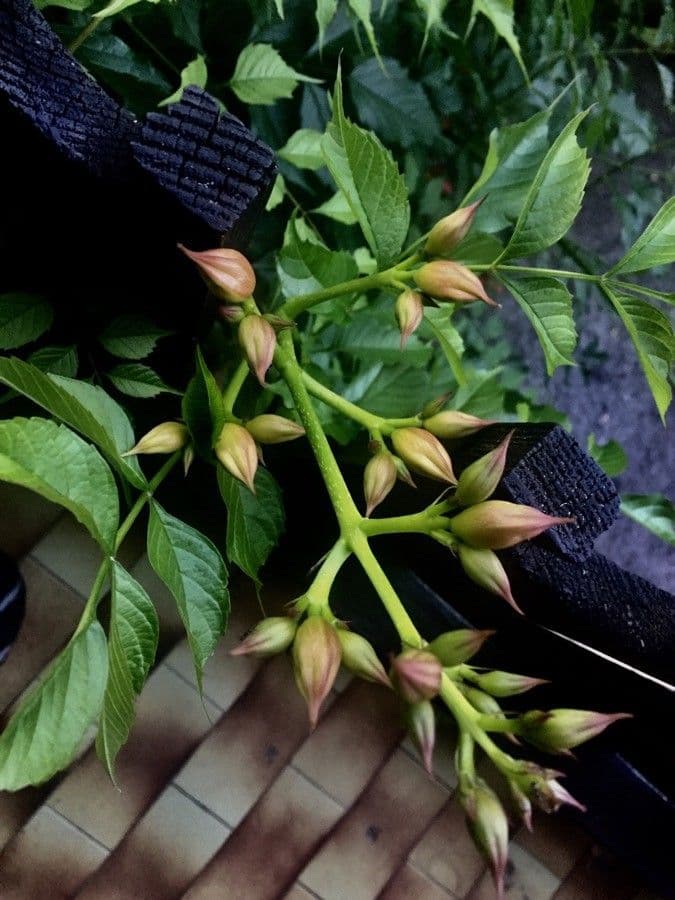Bignonia cinese 26