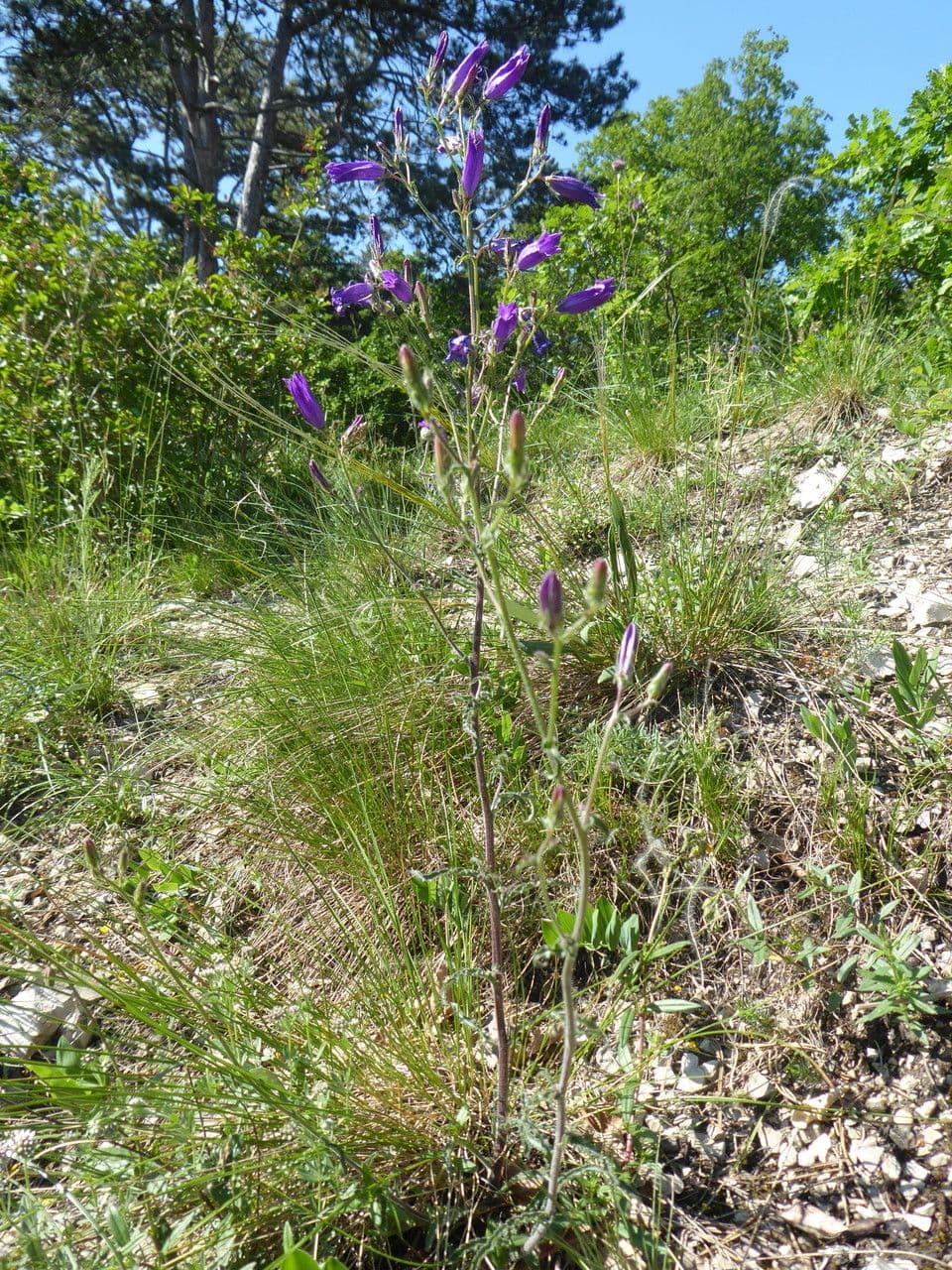 Campanula siberiana 6