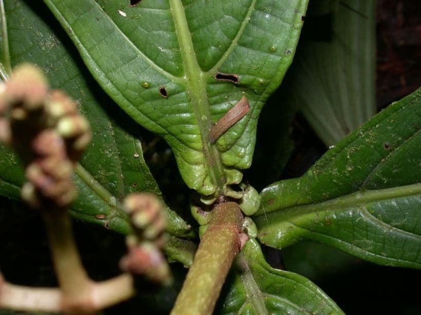 Miconia 15