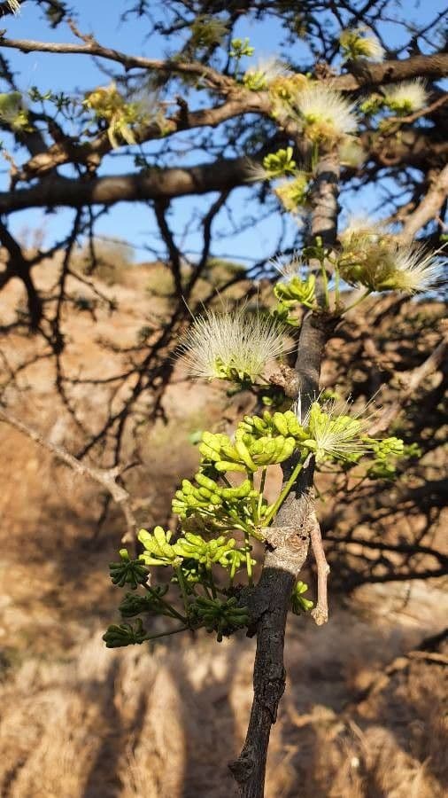 Albizia anthelmintica 2