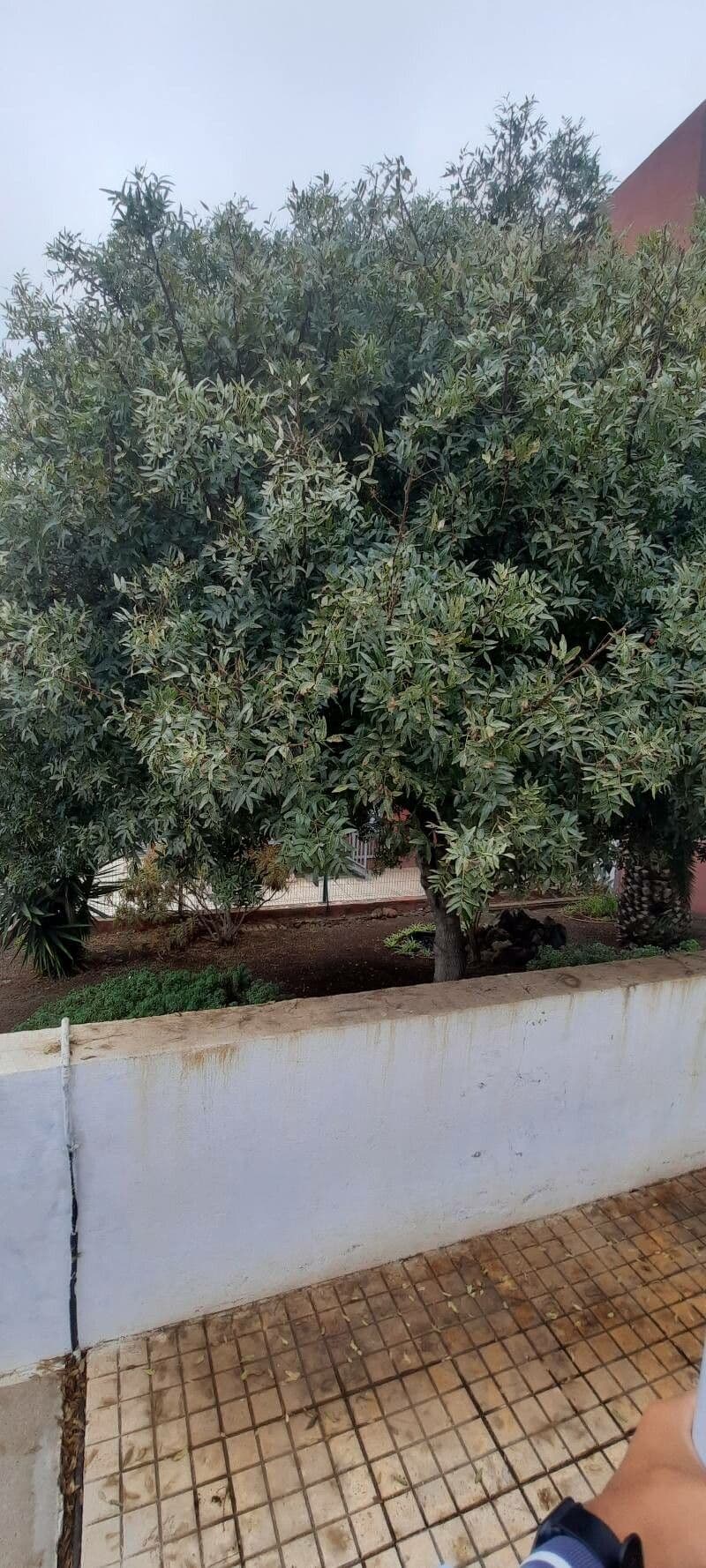 Pistacia 16