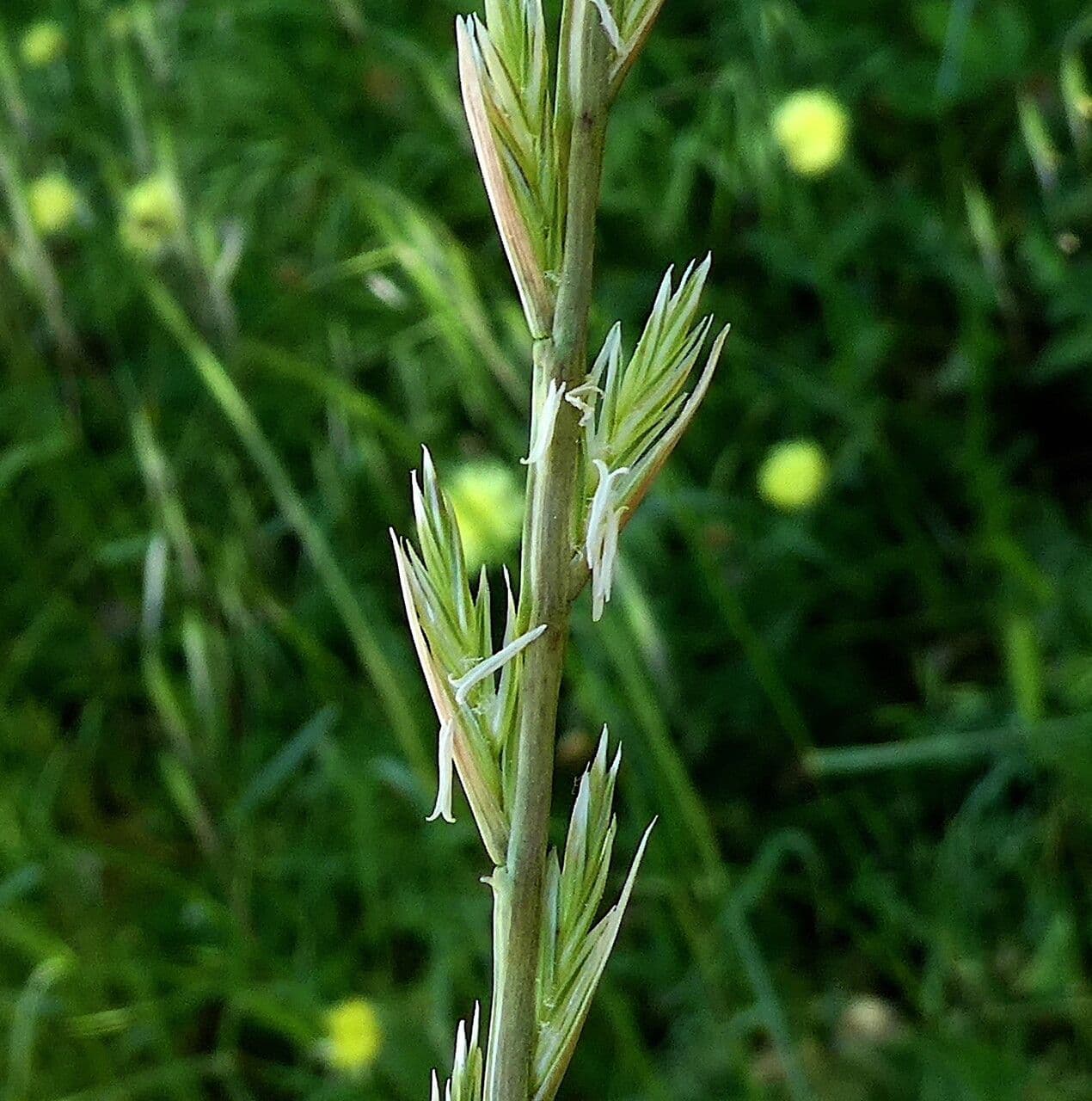 Jílek mnohokvětý 10