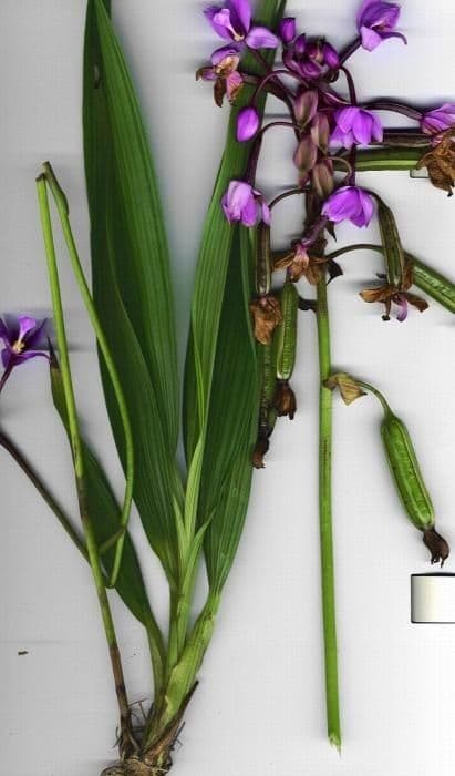 Spathoglottis plicata 28