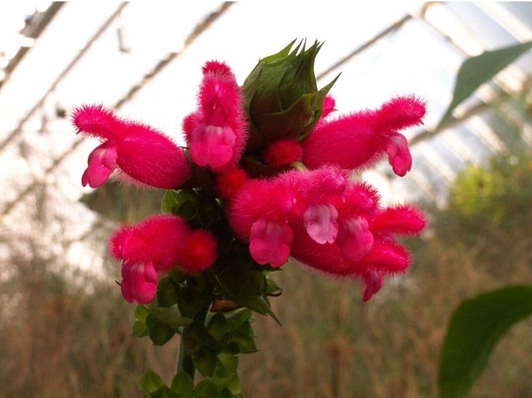 Salvia