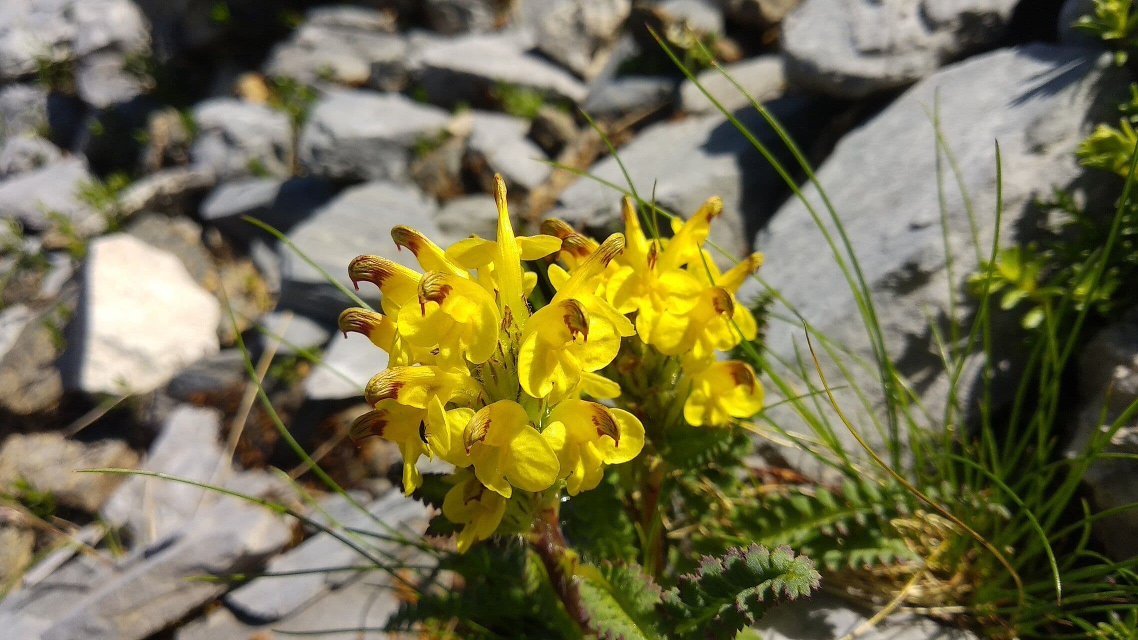 Pedicularis di Oeder 4