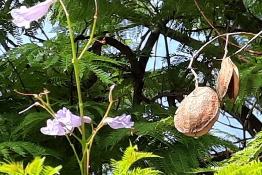 Jacaranda 2