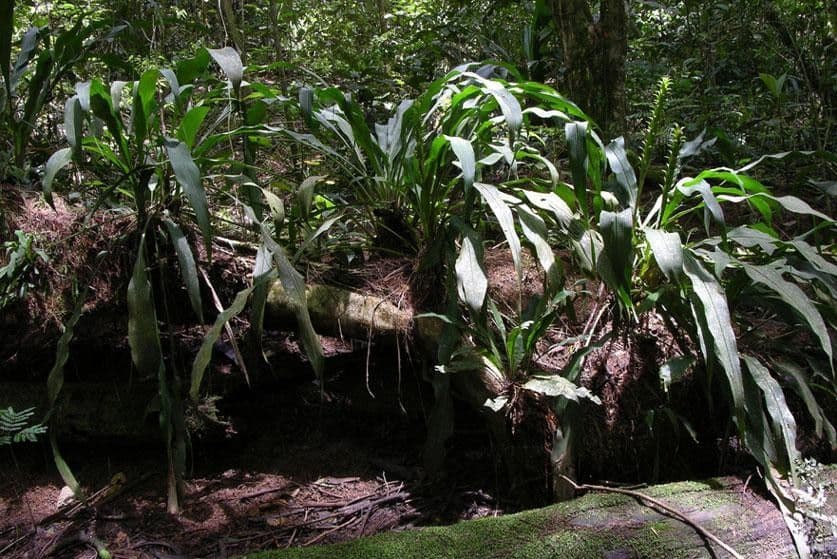 Pitcairnia 10