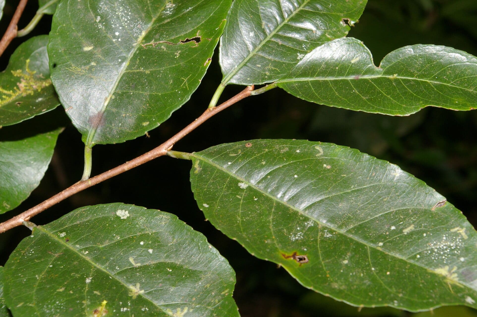Sebastiania pavoniana 10