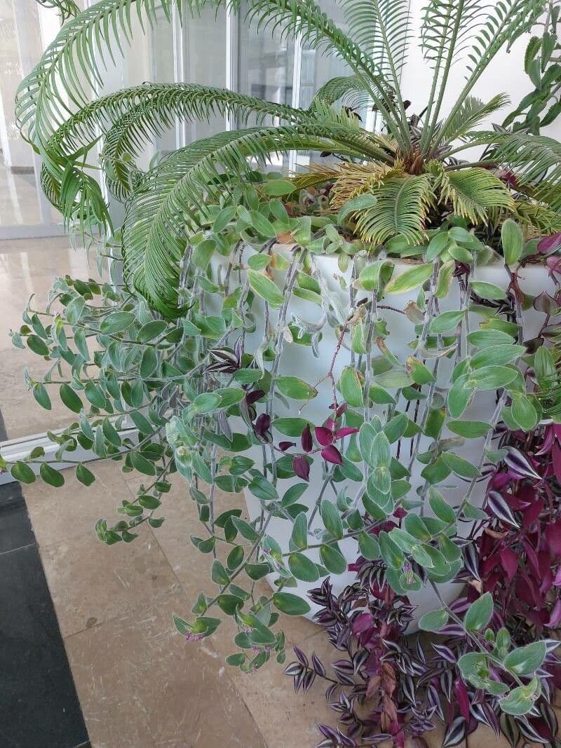 Tradescantia 9
