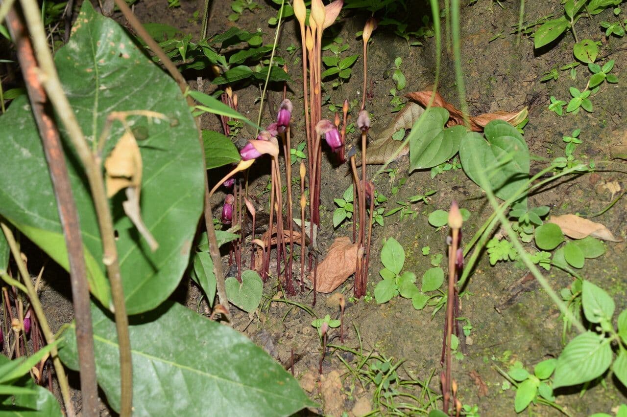 Aeginetia indická 8