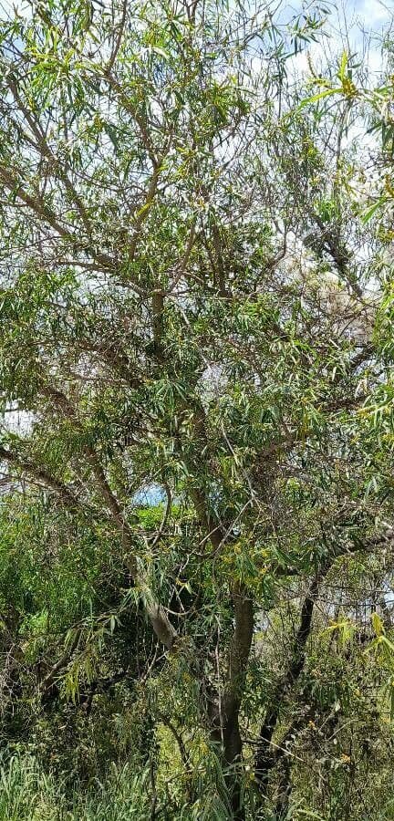 Sapium haematospermum 8
