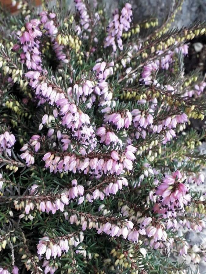 Cornwall-Heide 8