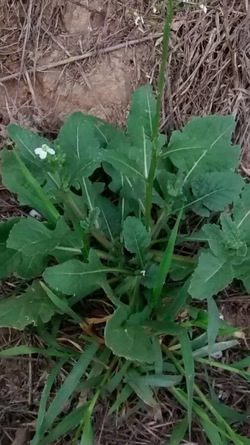 Rucola selvatica 15