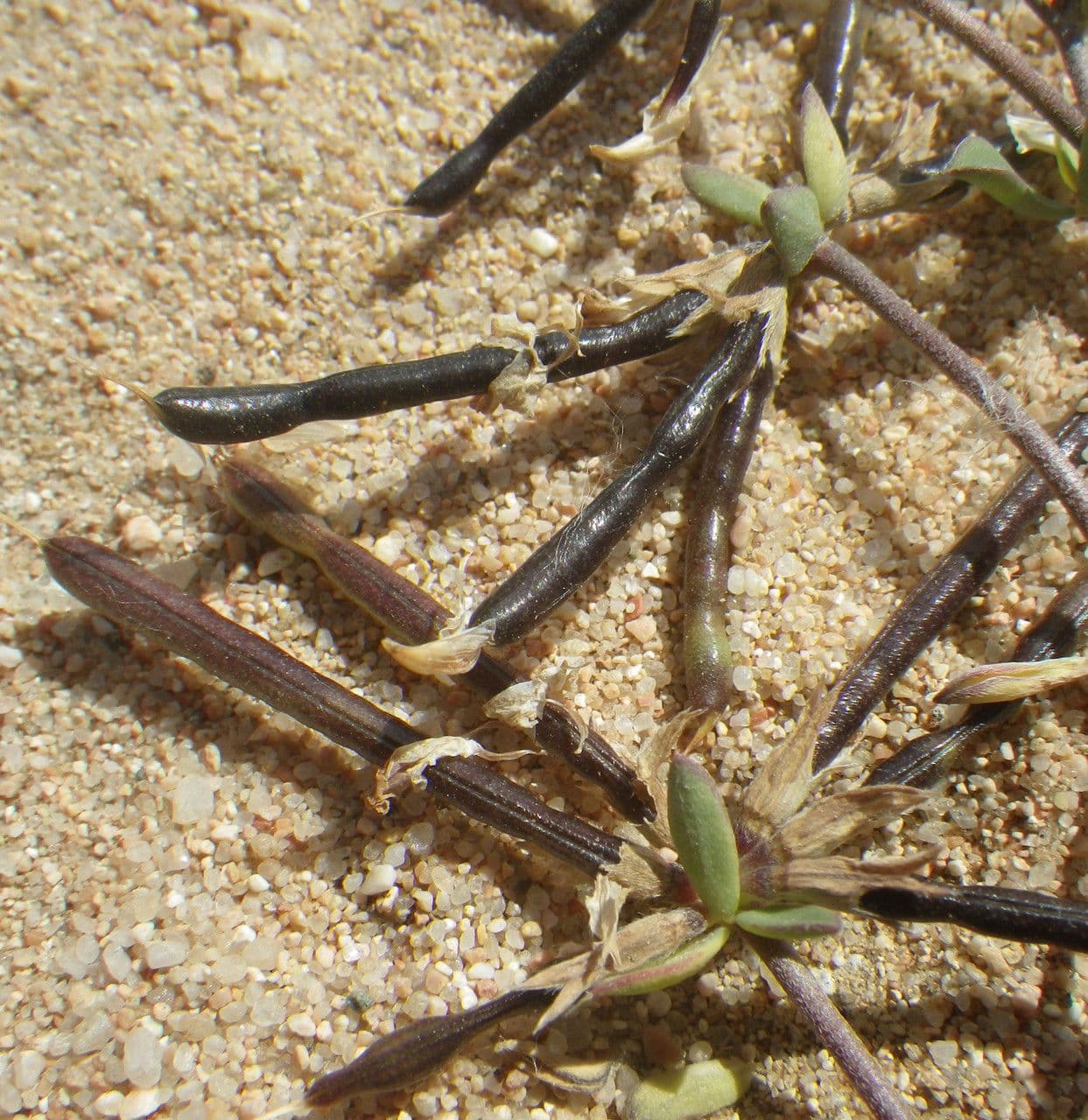 Lotus cytisoides 4