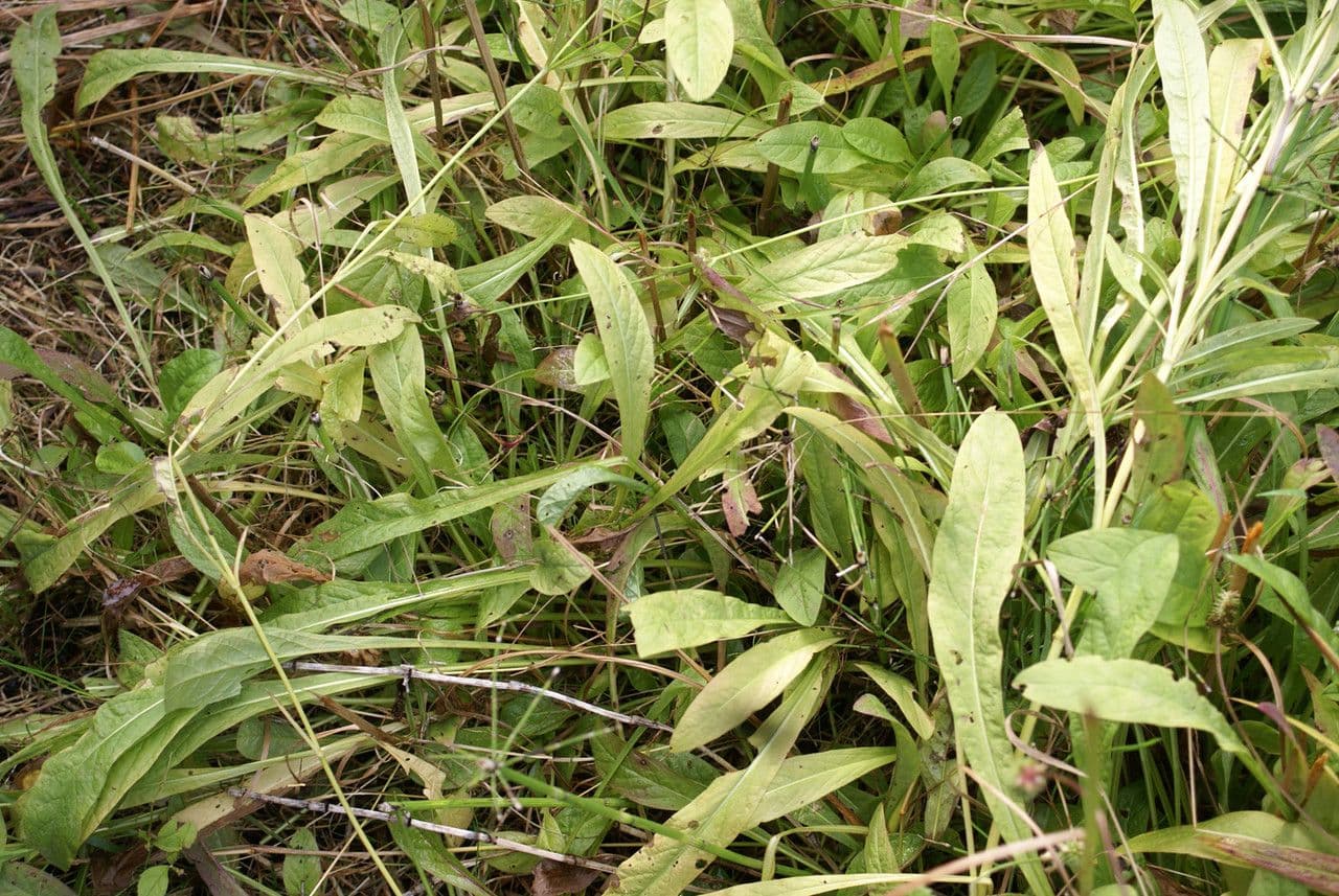 Succisella 17