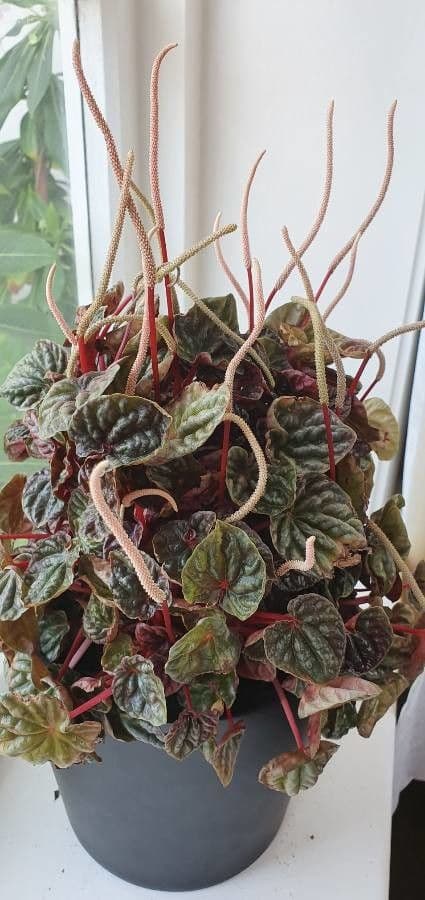Peperomia 6