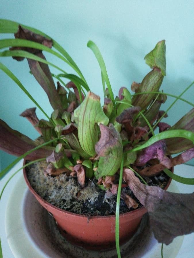 Rote Schlauchpflanze 24