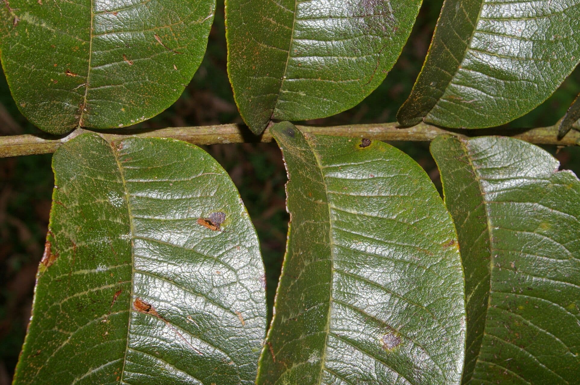 Zanthoxylum 9
