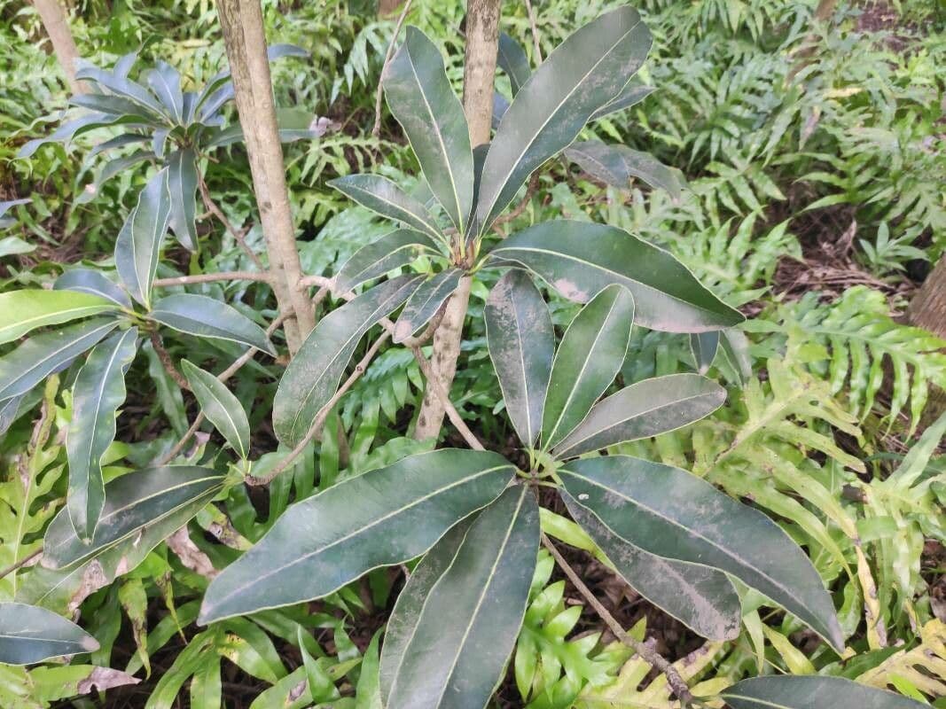 Sideroxylon 6