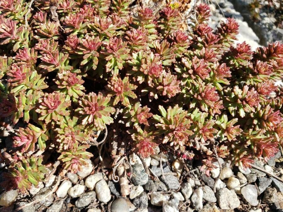 Phedimus