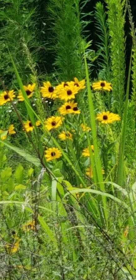 Encelia kalifornská 6