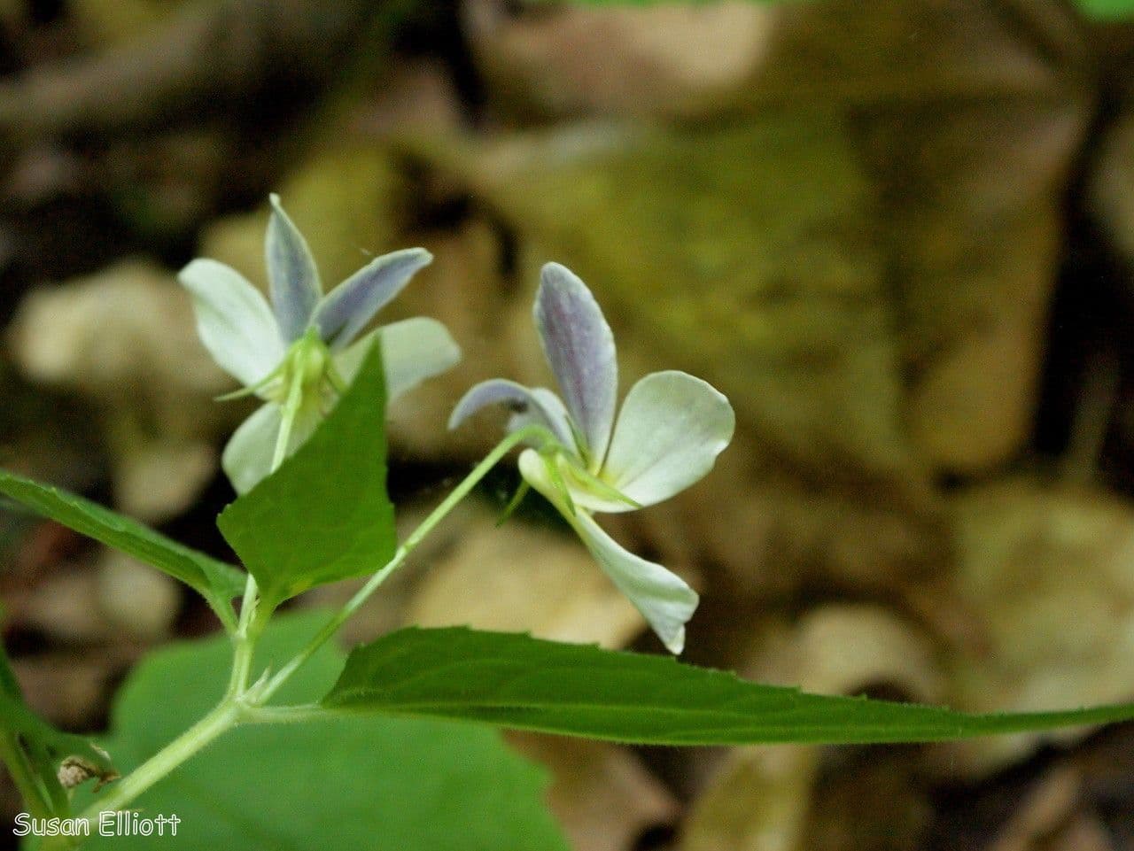 Viola del Canada 8
