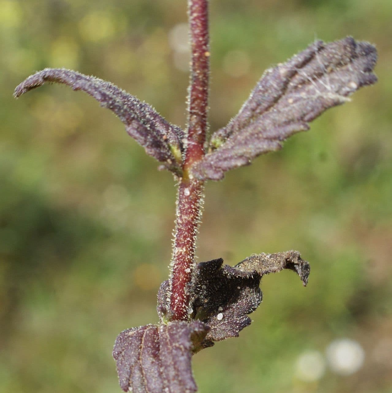 Speronella viscosa 16