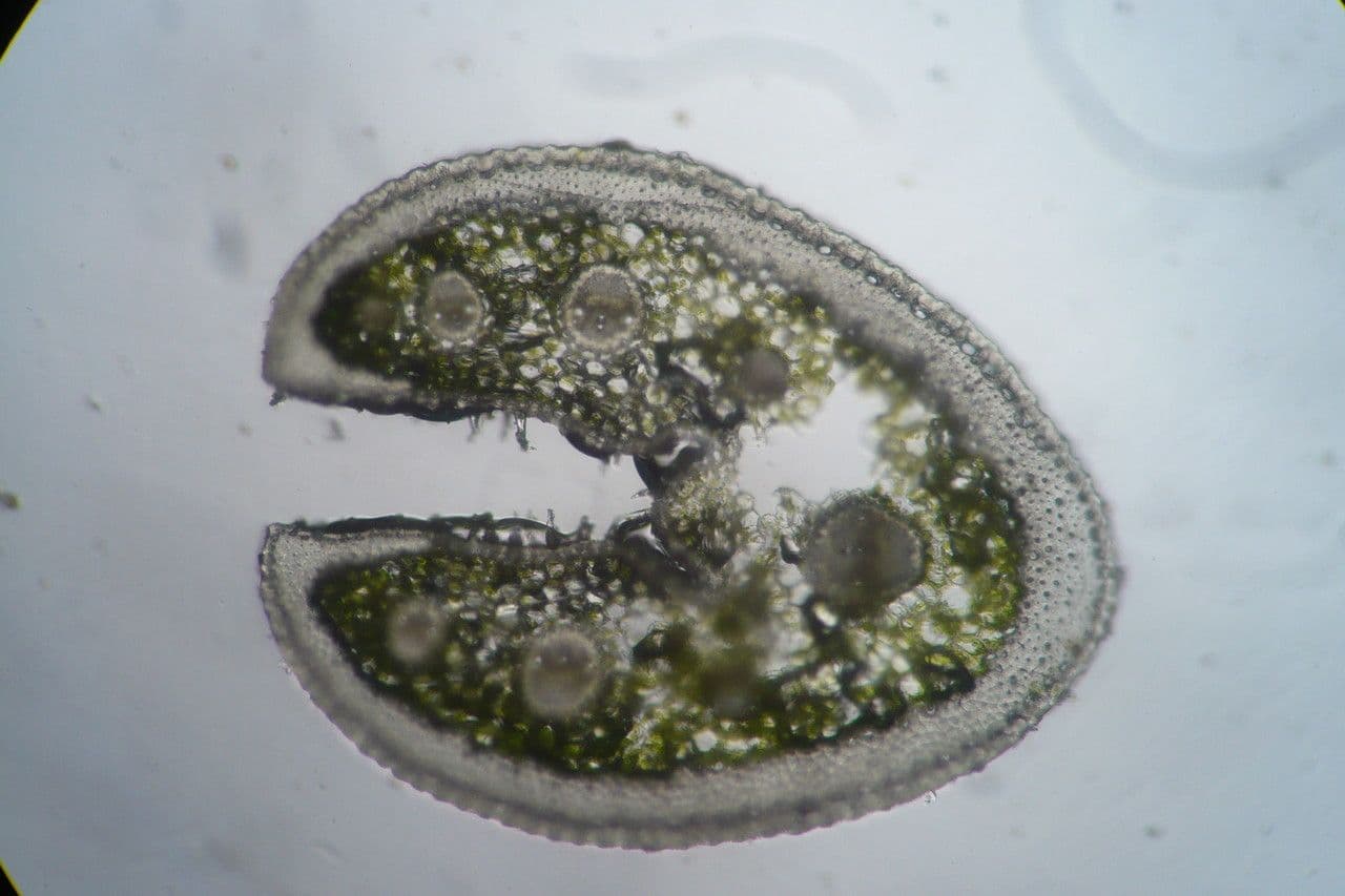 Festuca 4