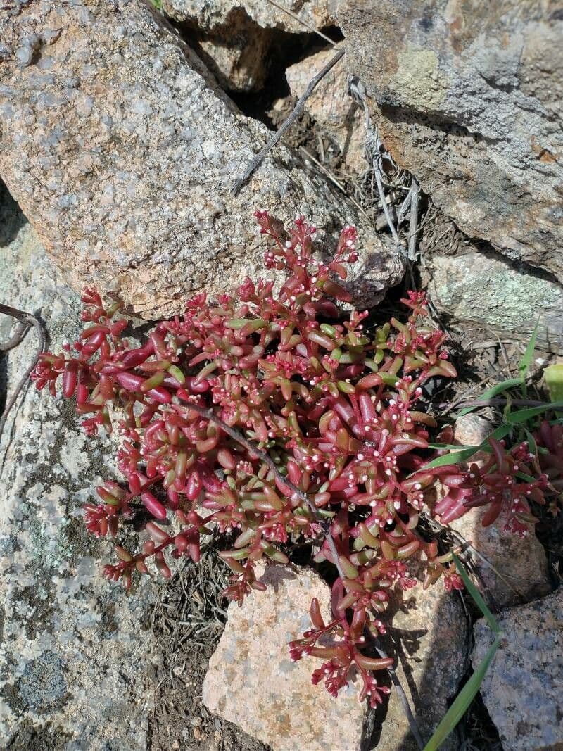 Felsenfetthenne 8
