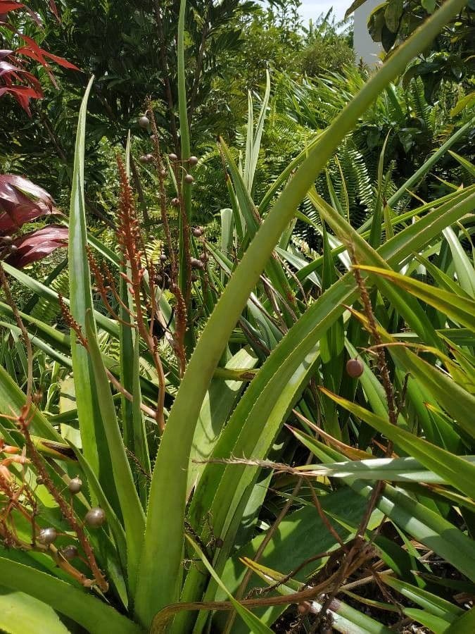 Aloe 15