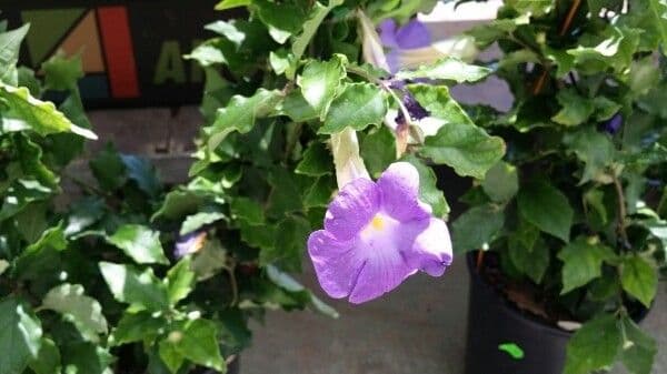Ruellia tuberoso 27