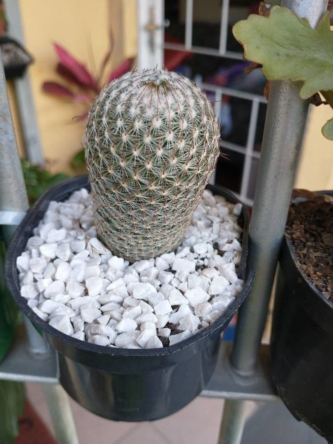 Cactus pettine 19