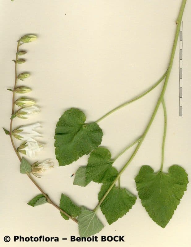 Campanula 23