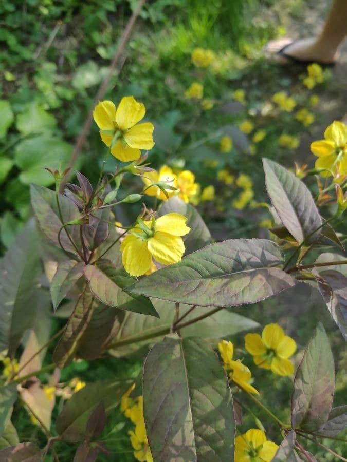 Lisimachia ciliata 15