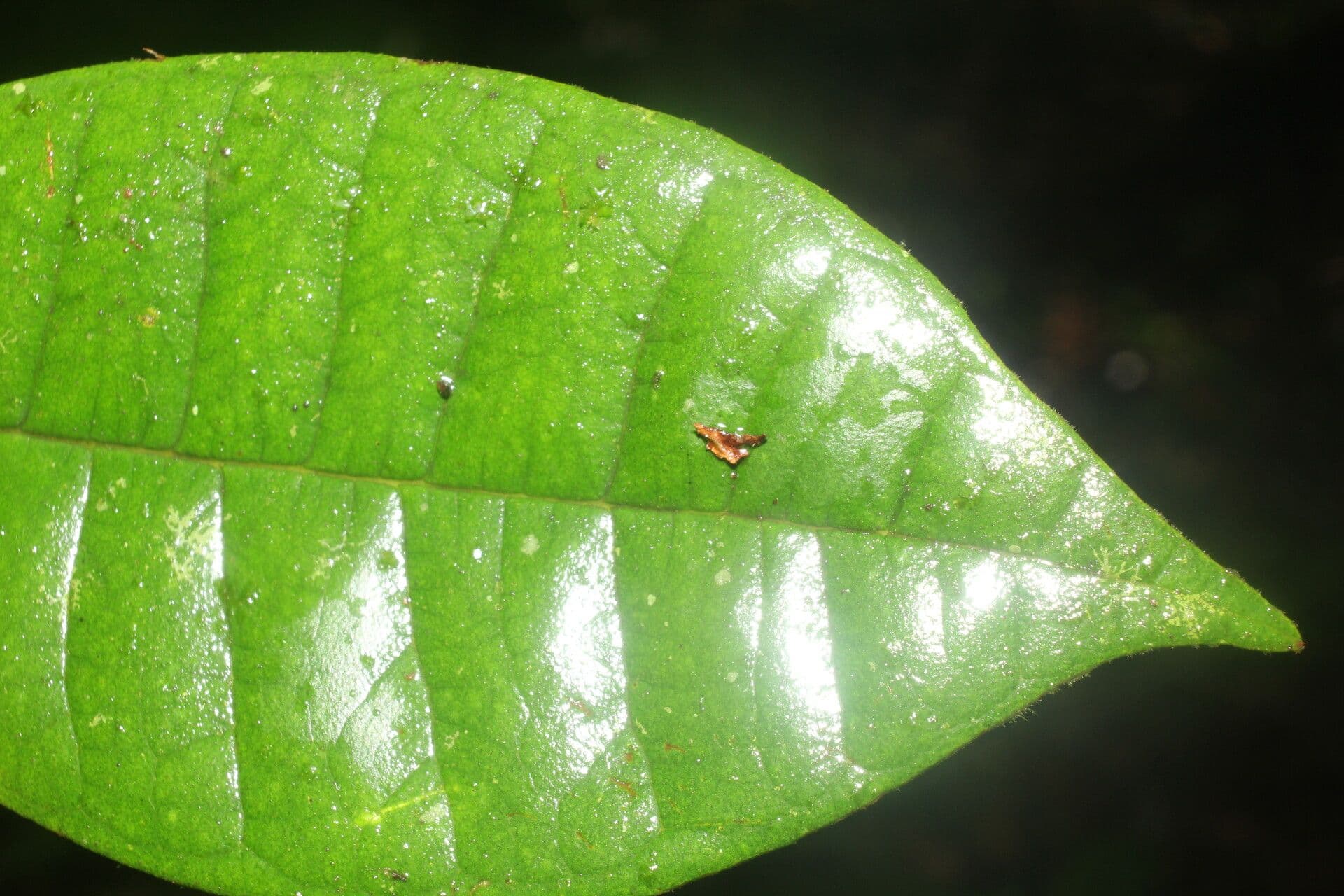Allspice 7