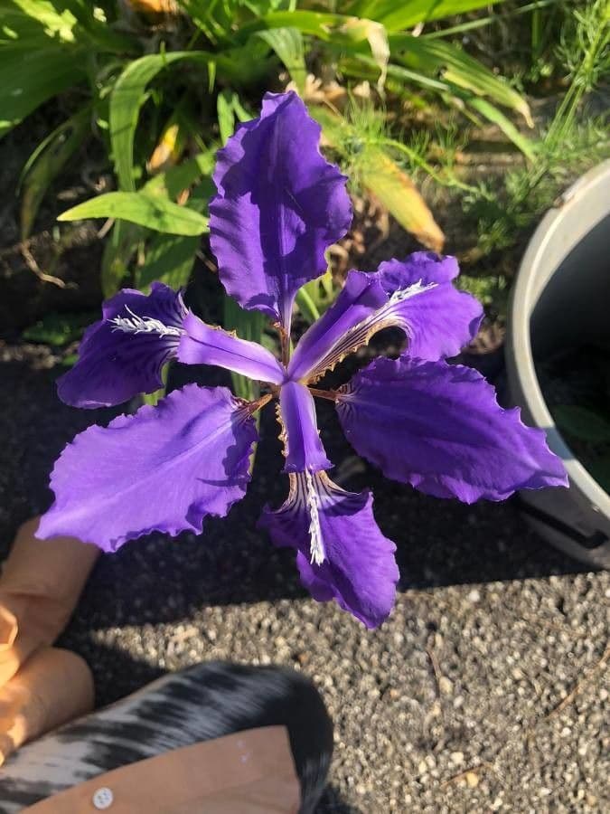 Iris dei tetti 4