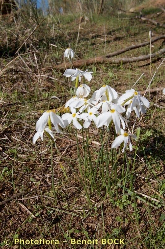Narcisse d'automne 21