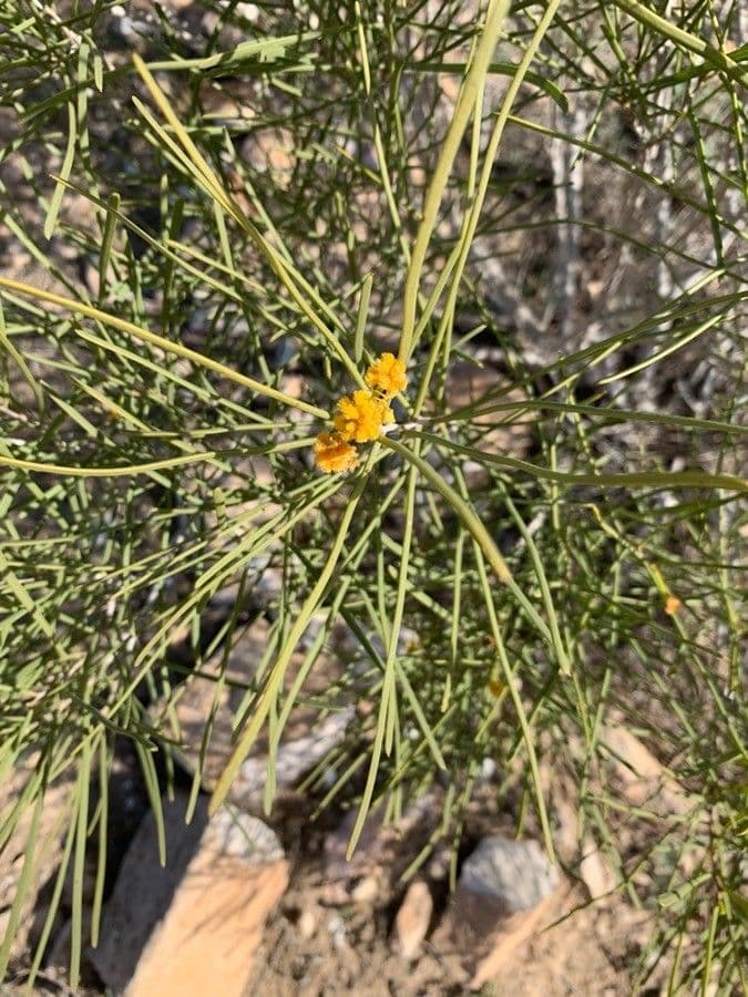 Acacia