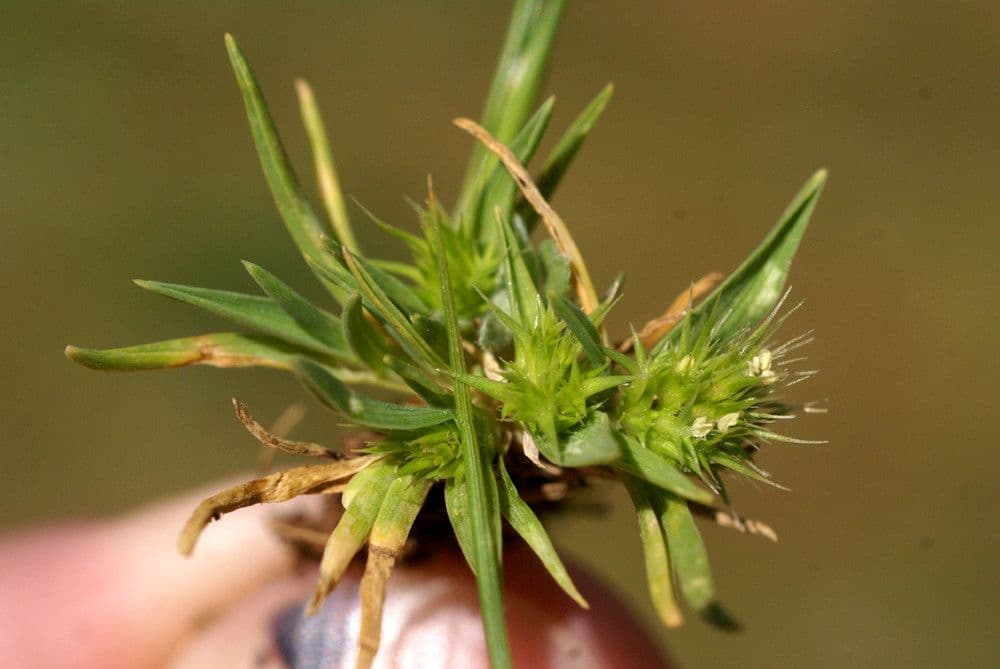 Echinaria capitata 24