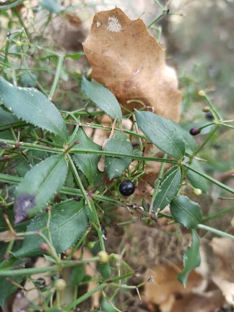 Wild madder 10