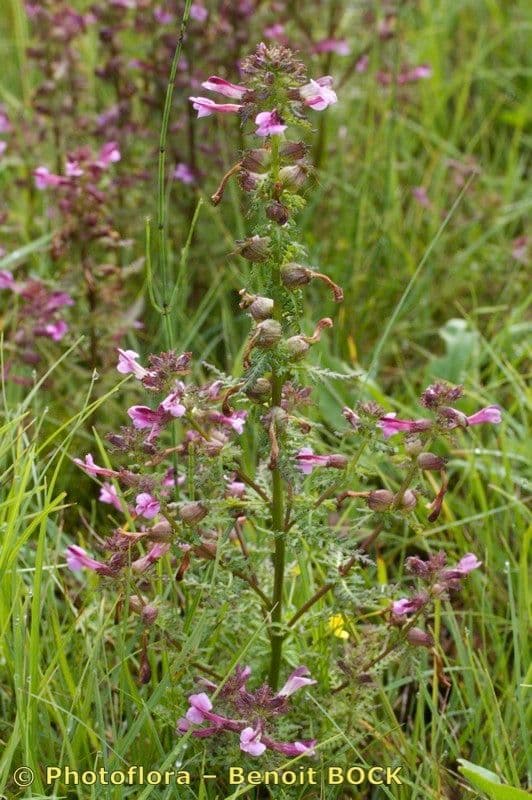 Pedicolare palude 23
