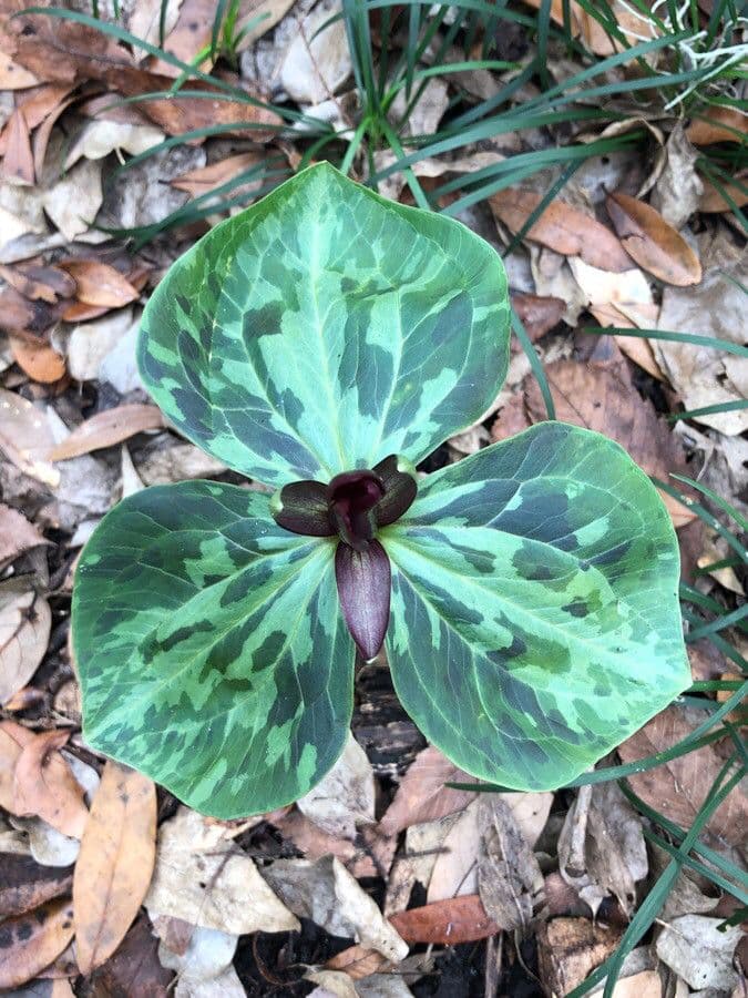 Trillium maculé 8