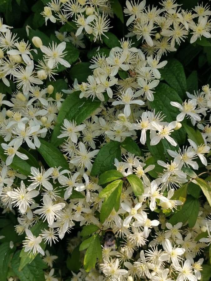 Clématite apiifolia